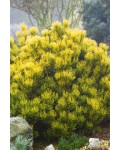 Сосна гiрська Карстенс Вiнтерголд | Сосна горная Карстенс Винтерголд | Pinus mugo Carstens Wintergold